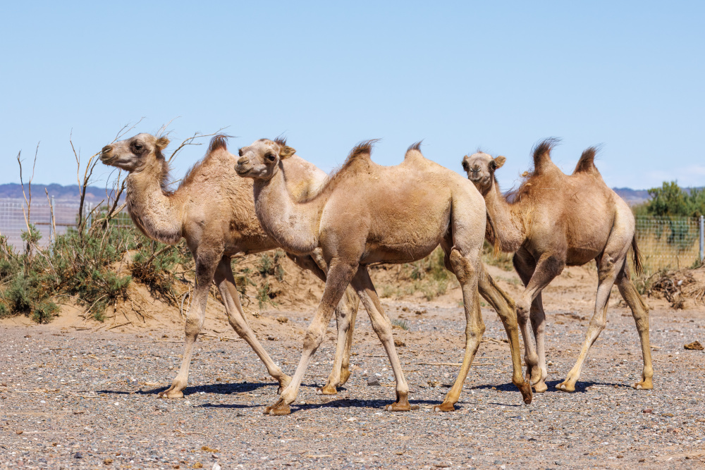 První tři mláďata narozená letos na jaře v Toli bulag. Foto: Miroslav Bobek, Zoo Praha