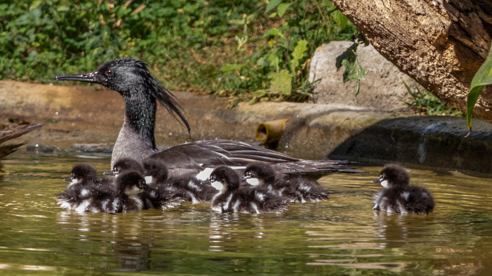 Foto: Zooparque Itatiba