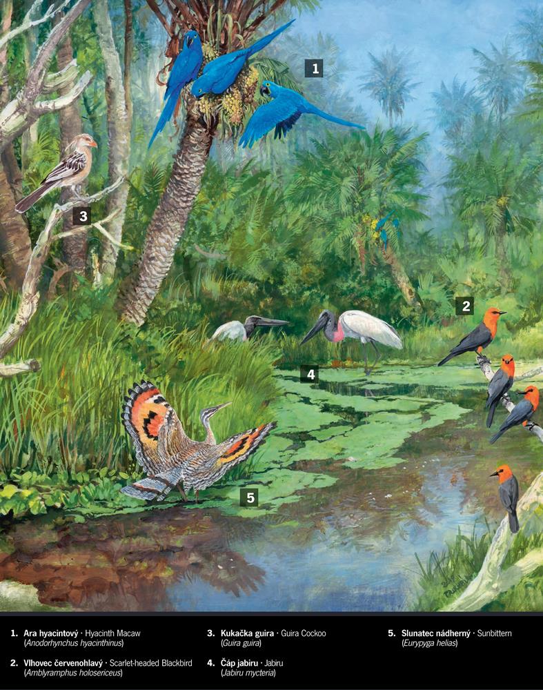 illustration: Pavel Procházka