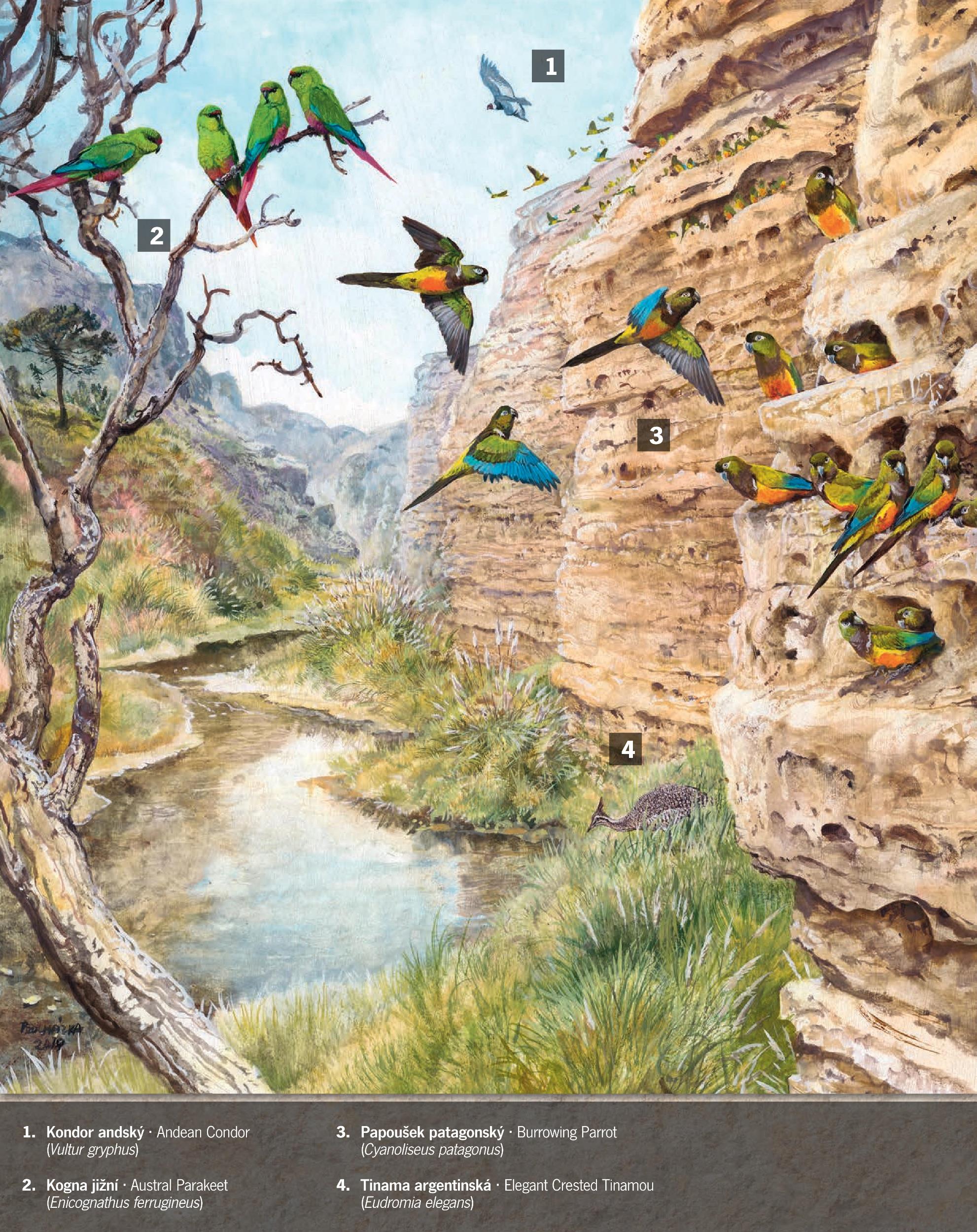 Ilustrace: Pavel Procházka