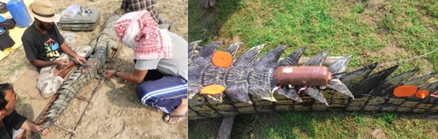 Tagging a gharial with a radio transmitter. Photo: Gharial Ecology Project