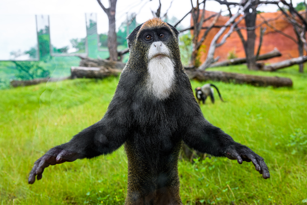 Samice kočkodana Brazzova ve výběhu v Rezrvaci Dja. Foto: Petr Hamerník, Zoo Praha