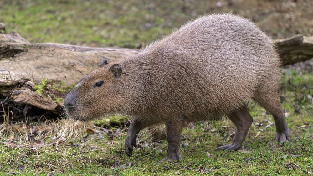 Photo: Petr Hamerník, Prague Zoo