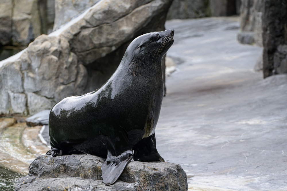 Samec Eda krátce před svým odchodem ze Zoo Praha. Foto Petr Hamerník, Zoo Praha