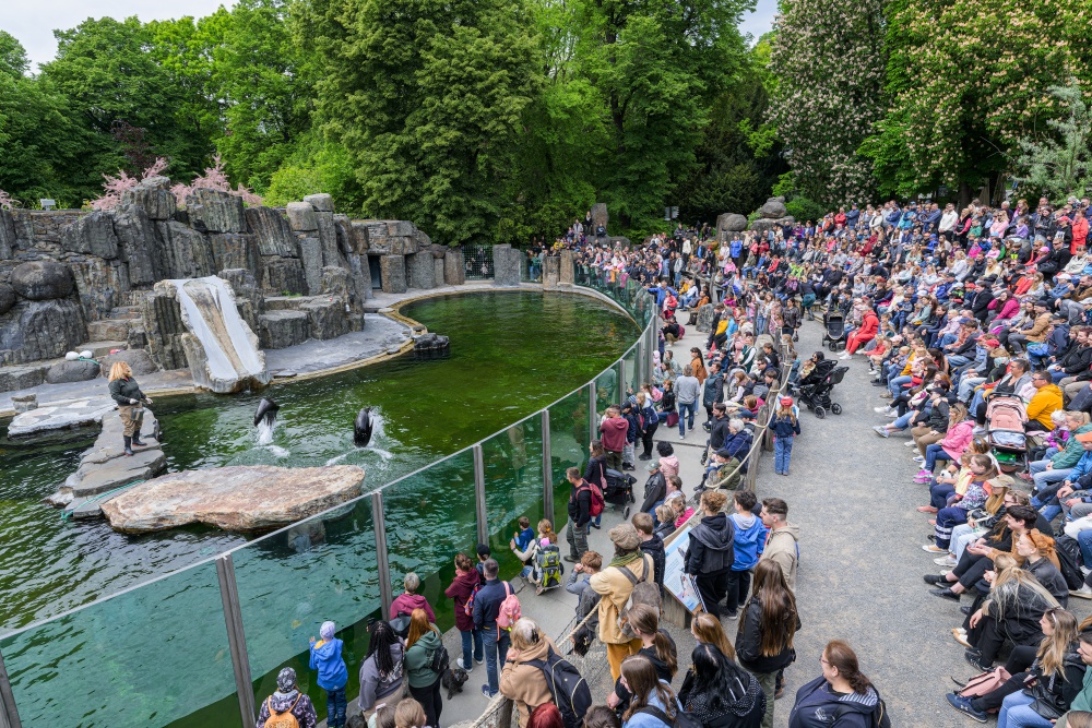 Veterinárnímu tréninku lachtanů může z pohodlné tribuny přihlížet 250 návštěvníků. Foto Petr Hamerník, Zoo Praha
