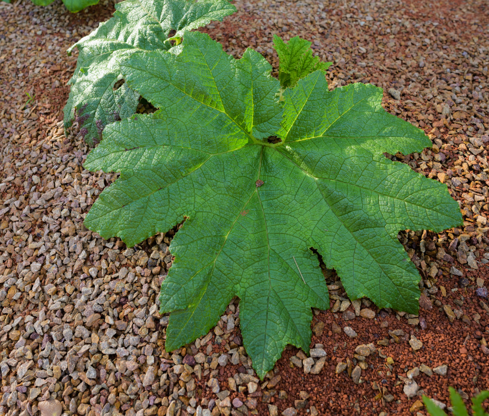 Jedním z nejnápadnějších znaků baroty chilské jsou její obří listy. Foto: Petr Hamerník, Zoo Praha