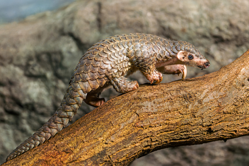 Foto: Petr Hamerník, Zoo Praha