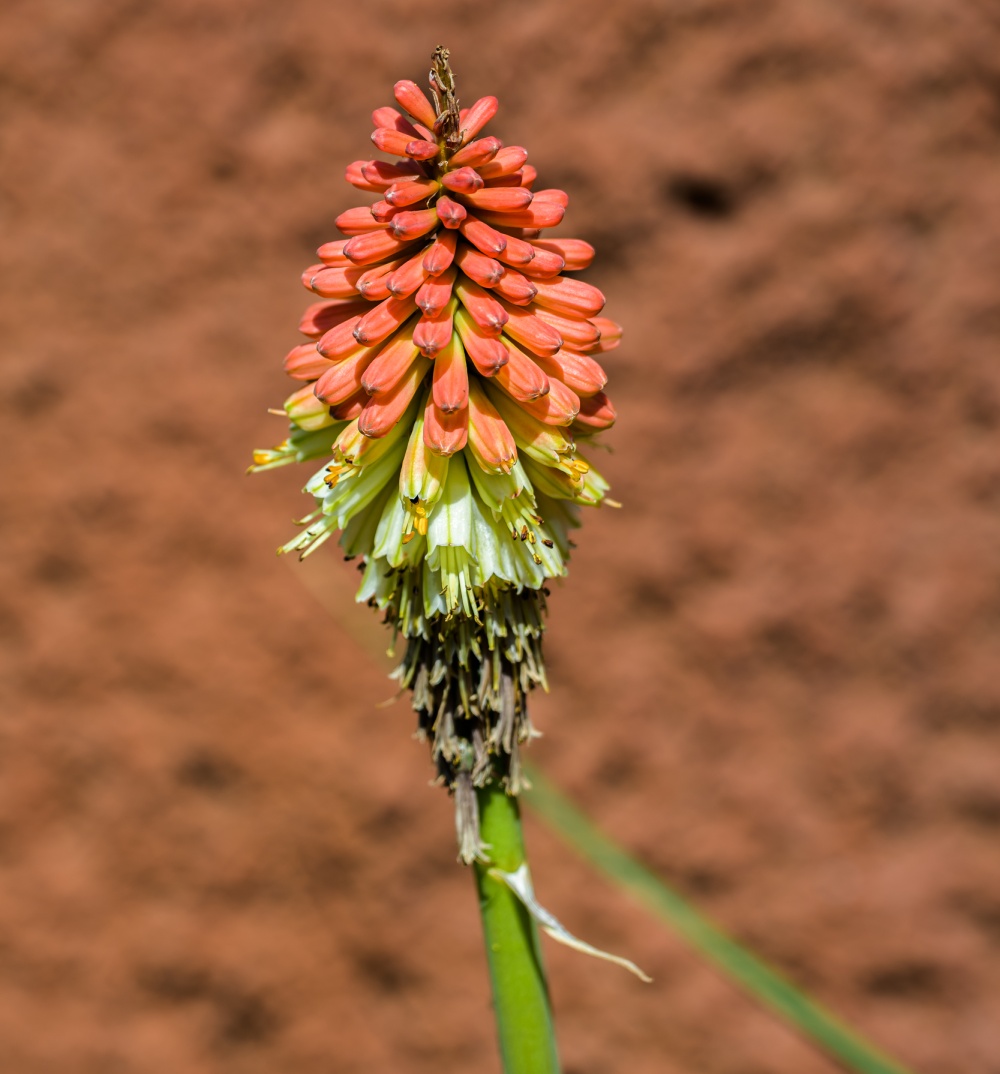 Kleopatřina jehla, jedna z afrických trvalek rostoucích ve venkovních prostorech Rezervace Dja. Foto: Petr Hamerník, Zoo Praha