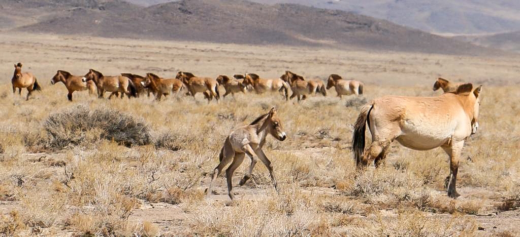 Čerstvě narozená klisnička je prvním letošním hříbětem narozeným v Gobi B. Foto: Ganbaatar Oyunsaikhana