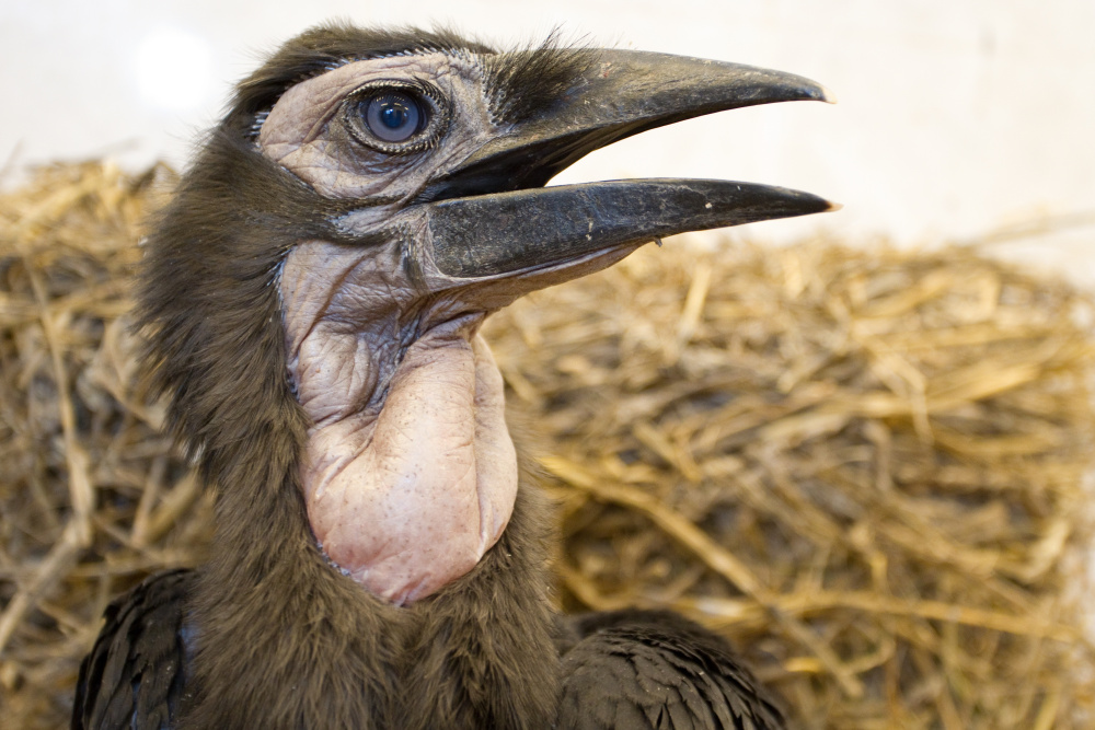 Foto: Tomáš Adamec, Zoo Praha
