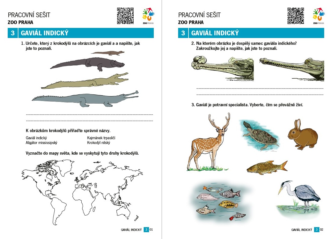 Samci gaviálů mají v dospělosti na špičce čenichu nápadný chrupavčitý výrůstek zvaný ghara. Zásadní roli hraje zejména během námluv: při okázalém předvádění samců, demonstrační tvorbě gejzírů a bublin a při zesilování a modulování hlasových projevů. Foto: Ivan Rehák, Zoo Praha