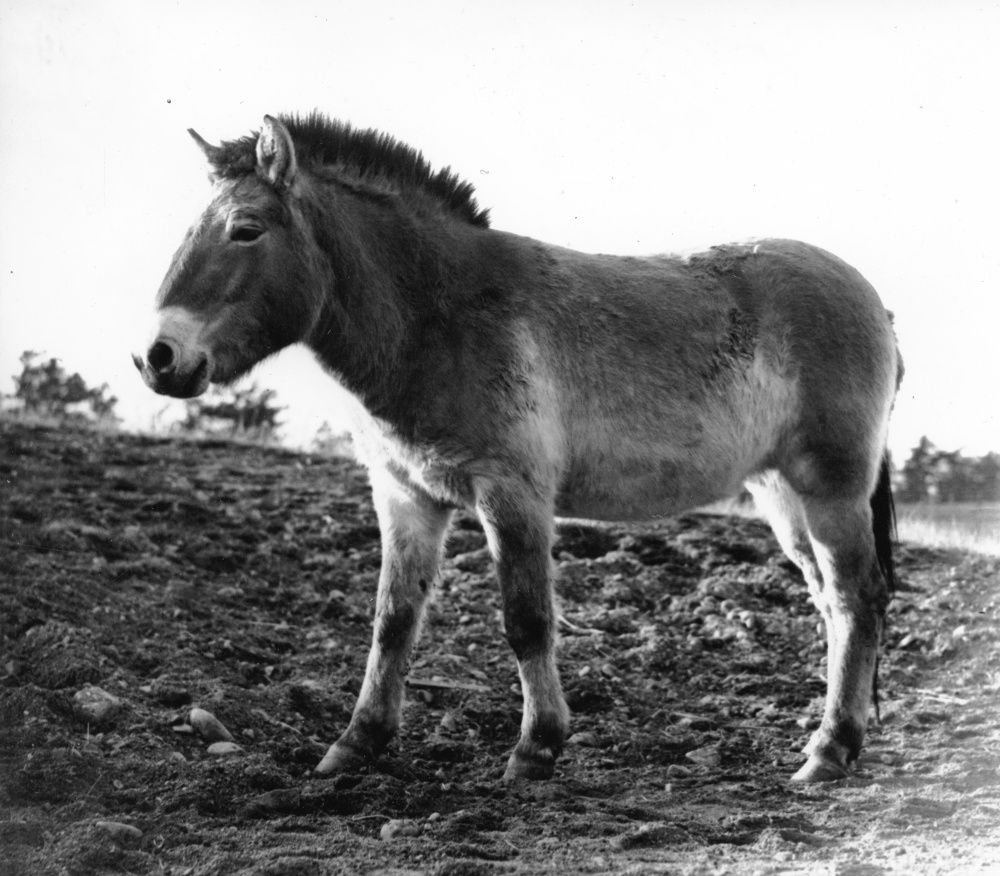Kůň Převalského Heluš, foto: V. J. Staněk
