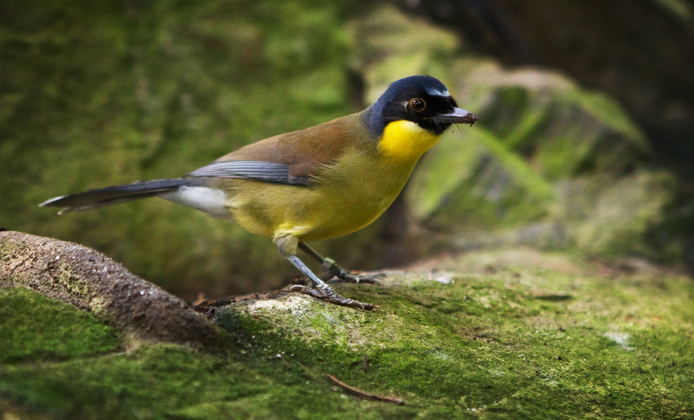 Sojkovec modrotemenný,  foto: Tomáš Adamec, Zoo Praha