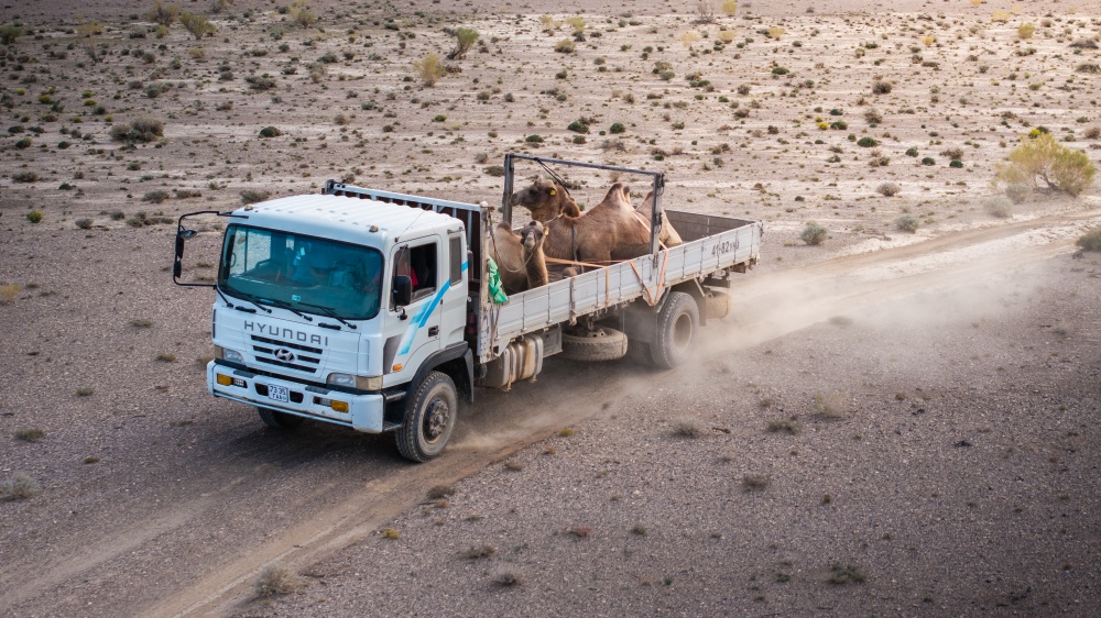Transport velbloudů divokých z chovné stanice Dzachyn us do nové chovné stanice Toli bulag v září roku 2024 obnášel náročnou, více než 300 km dlouhou cestu pouští. Foto: David Broda