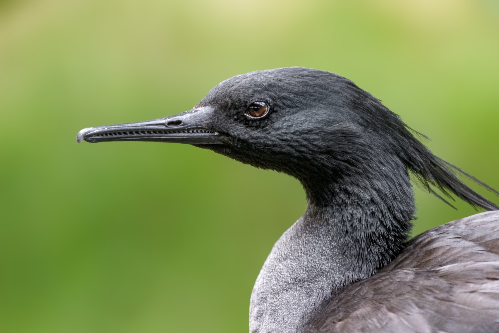 V Brazílii podporuje Zoo Praha projekt na záchranu morčáka paranského (Mergus octosetaceus), jehož populace v přírodě již čítá odhadem jen 250 jedinců. Foto: Antonín Vaidl
