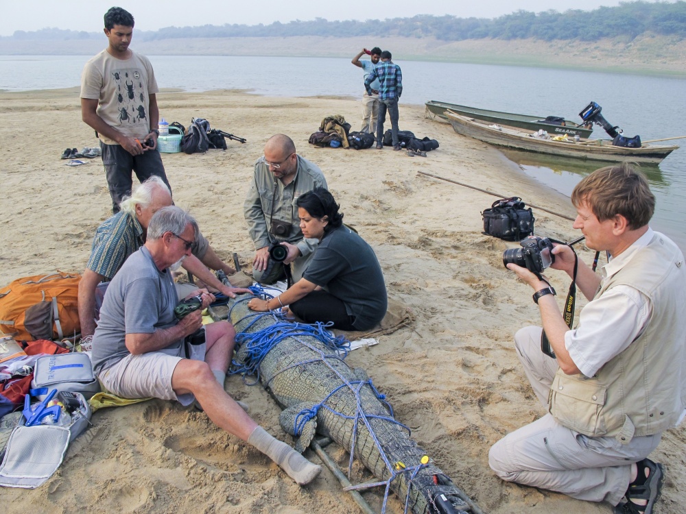Ve spolupráci s mezinárodní organizací Gharial Conservation Alliance podporuje Zoo Praha v oblasti řeky Čambal pořádání osvětových ekologických programů i kontinuální monitoring gaviálů, který spočívá v odchytu a označení zvířete a jeho sledování pomocí telemetrie. Získaná data umožňují zefektivnit ochranu těchto krokodýlů. Foto: Klára Bobková
