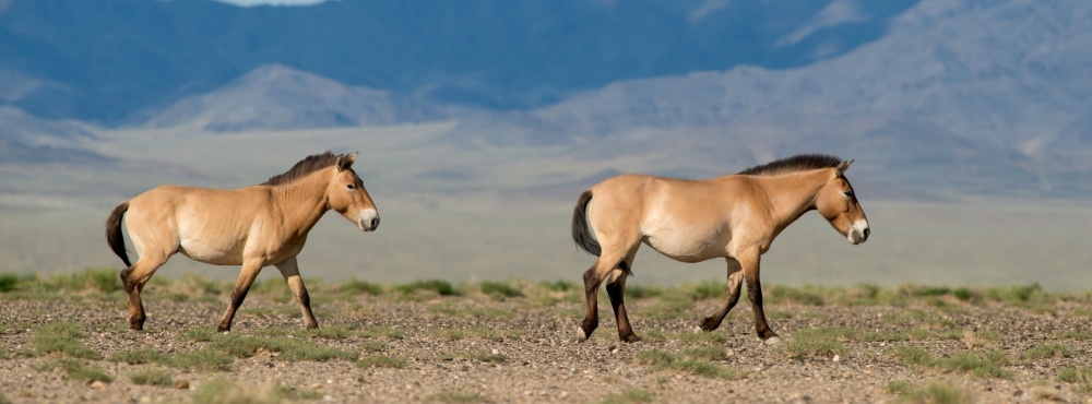 Návrat divokých koní