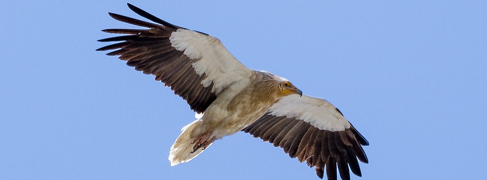 Záchrana supa mrchožravého v jižní Evropě