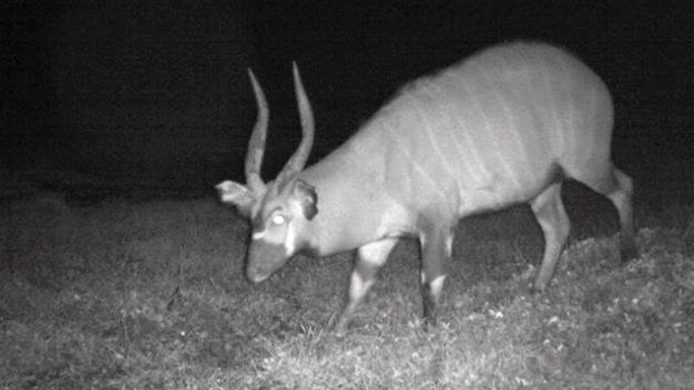 Western bongo captured by a camera trap that we provided to rangers of the Dja Biosphere Reserve. 