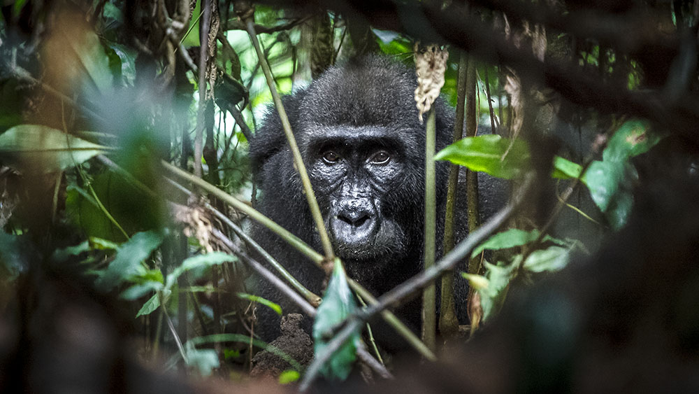 Photo: Lucie Vejmelková, Prague Zoo