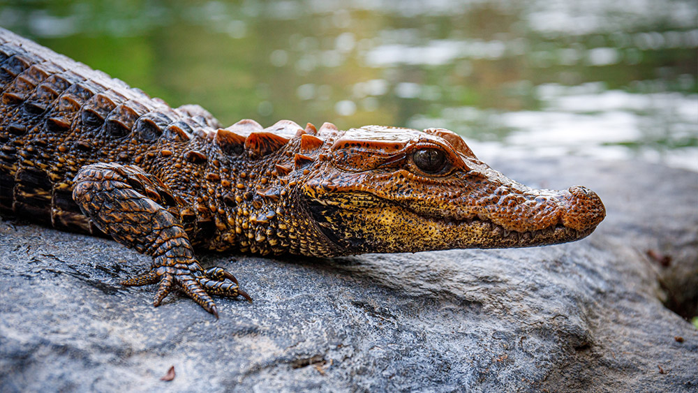 A young Osborn’s dwarf crocodile, confiscated from poachers by reserve rangers, was released back into the Dja River. Photo: Miroslav Bobek, Prague Zoo