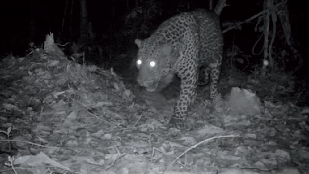 Leopard captured by a camera trap in the Dja Biosphere Reserve. Photo: Ministry of Forestry and Wildlife, Cameroon / Zoological Society of London 