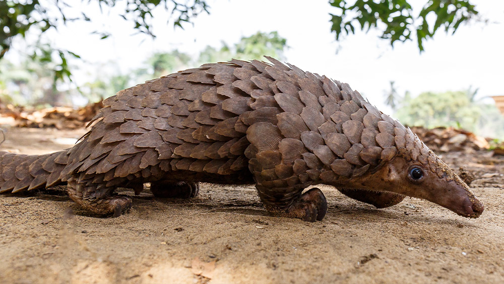 Tree pangolin for sale at a bushmeat street stall. Photo: Miroslav Bobek, Prague Zoo