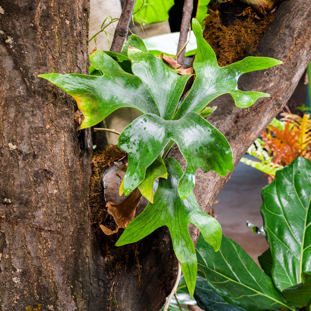 Epifytické kapradiny rostou přímo na stromech, bez kontaktu s půdou. Foto: Petr Hamerník, Zoo Praha