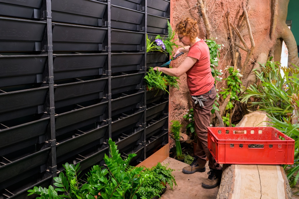 Zeleným stěnám dodává život soustava téměř dvou a půl tisíce kaskádovitě poskládaných plastových buněk. Foto: Petr Hamerník, Zoo Praha