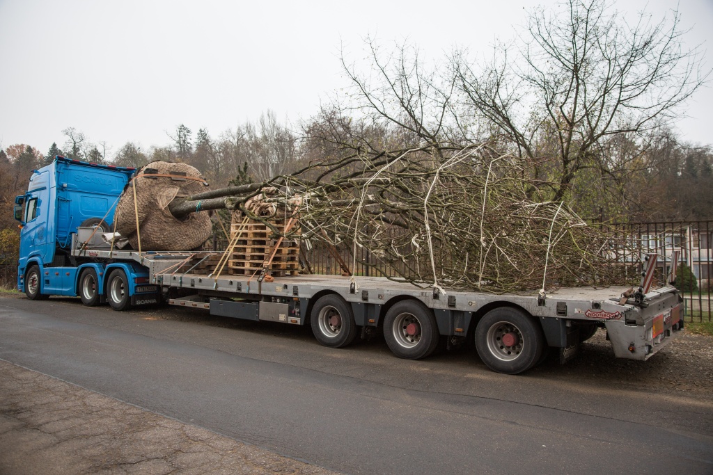 Několikatunové stromy druhu nahovětvec dvoudomý během transportu do zoo. Foto: Tereza Mrhálková, Zoo Praha