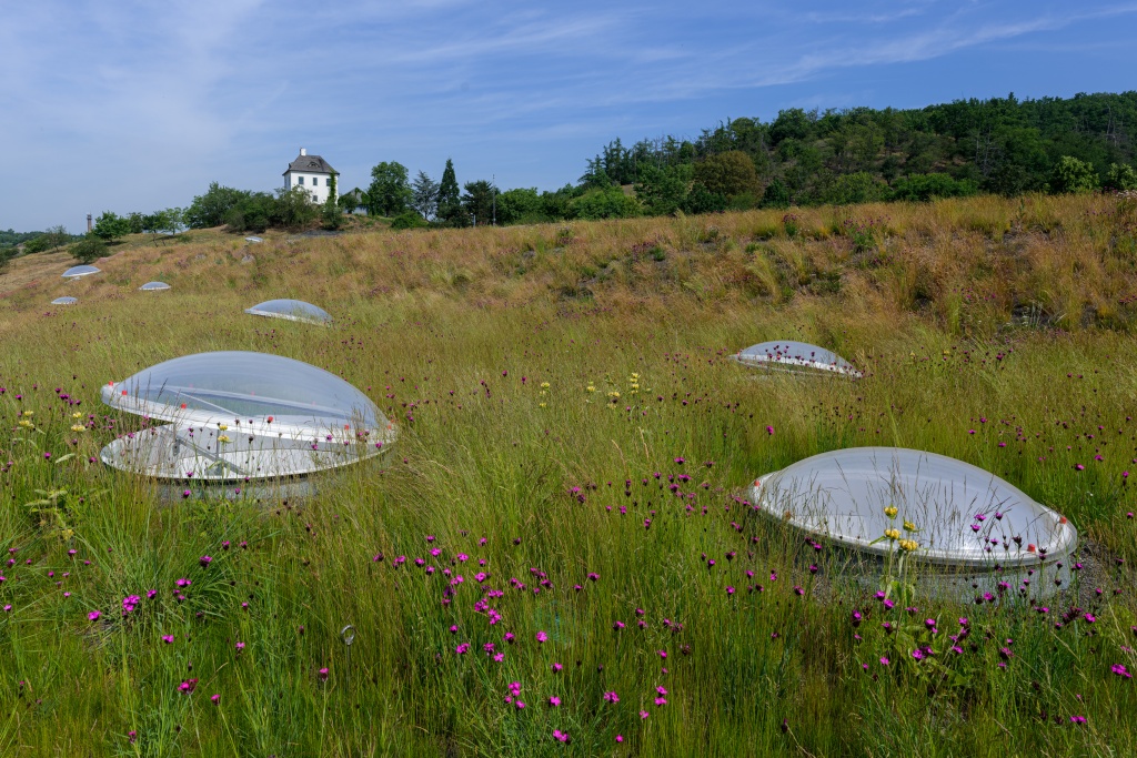 Vegetační střecha pavilonu, osázená regionálními druhy rostlin, obdržela ocenění Zelená střecha roku 2023. V pozadí je vidět budova Sklenářky, která propůjčila jméno novému vchodu do zoo, vybudovanému poblíž Rezervace Dja. Foto: Petr Hamerník, Zoo Praha