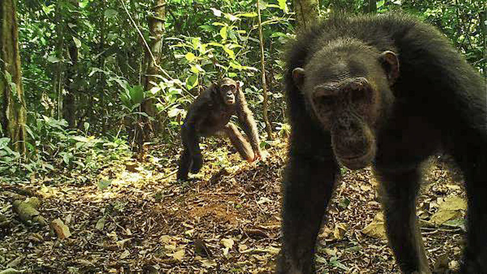 Chimpanzees from Dja captured by a camera trap. Photo: Ministry of Forestry and Wildlife, Cameroon / Zoological Society of London