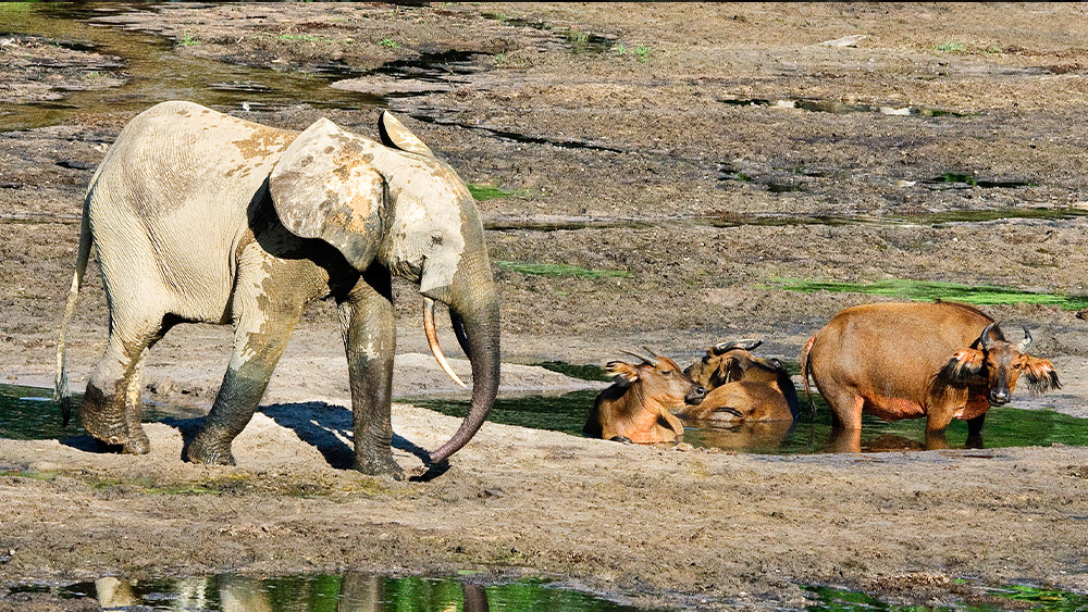 Rainforest clearings, known in central Africa as bais, serve as gathering places for animals seeking water, mud, minerals, or aquatic plants. They attract herds of African forest elephants and African forest buffalo (as seen in the photo), bongo antelopes, and even western lowland gorillas. This photo was taken in the Dzanga-Sangha Reserve in the Central African Republic, near the border with Cameroon. Photo: Miroslav Bobek, Prague Zoo 