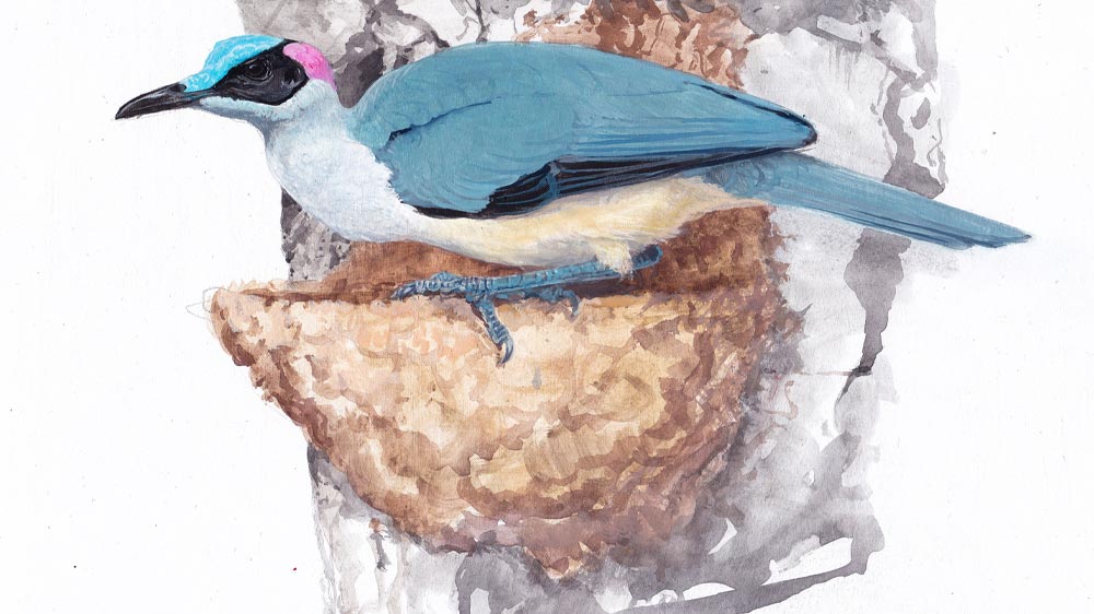 Grey-necked rockfowl. Illustration: Pavel Procházka