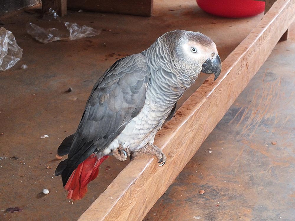 Grey parrots are occasionally kept by people living near the reserve as well. Photo: Daniel Frynta