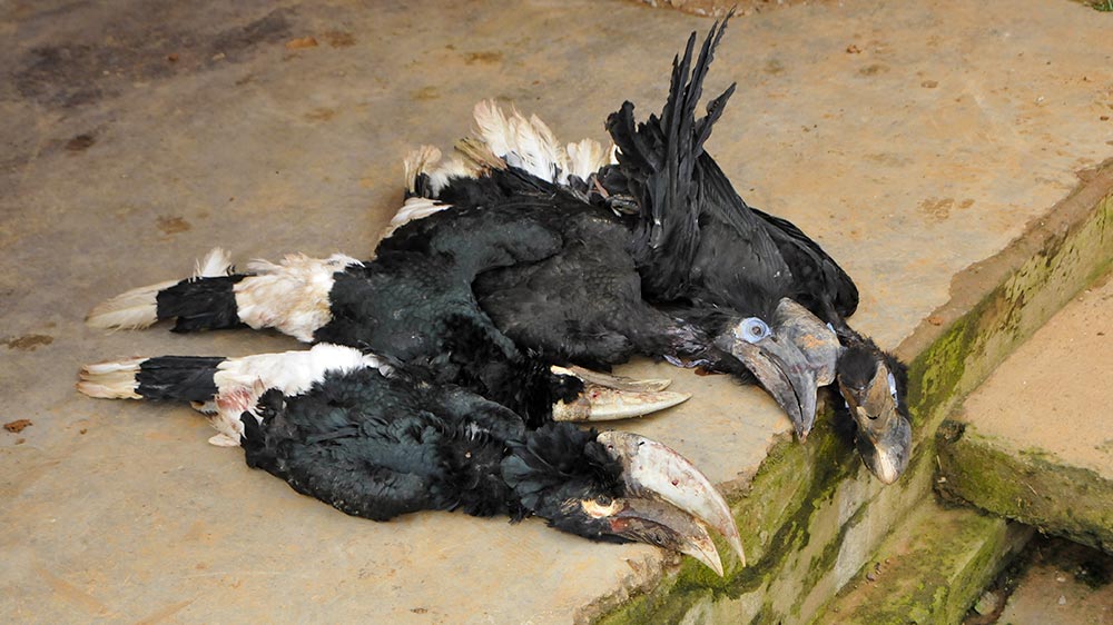 Black-casqued hornbills (Ceratogymna atrata) killed by poachers near the Dja Reserve. Photo: Miroslav Bobek, Prague Zoo