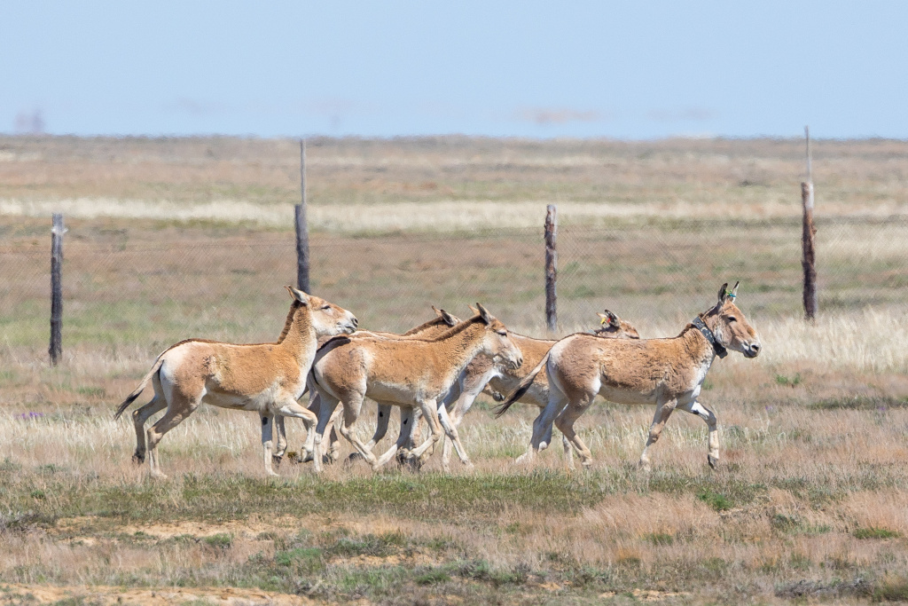 Kulani v aklimatizační ohradě. Foto: Miroslav Bobek, Zoo Praha
