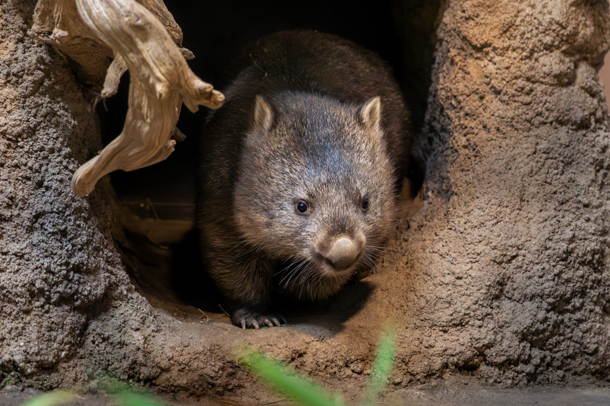 Samice vombata Winkleigh zabřezla pravděpodobně v průběhu května. Foto: Oliver Le Que