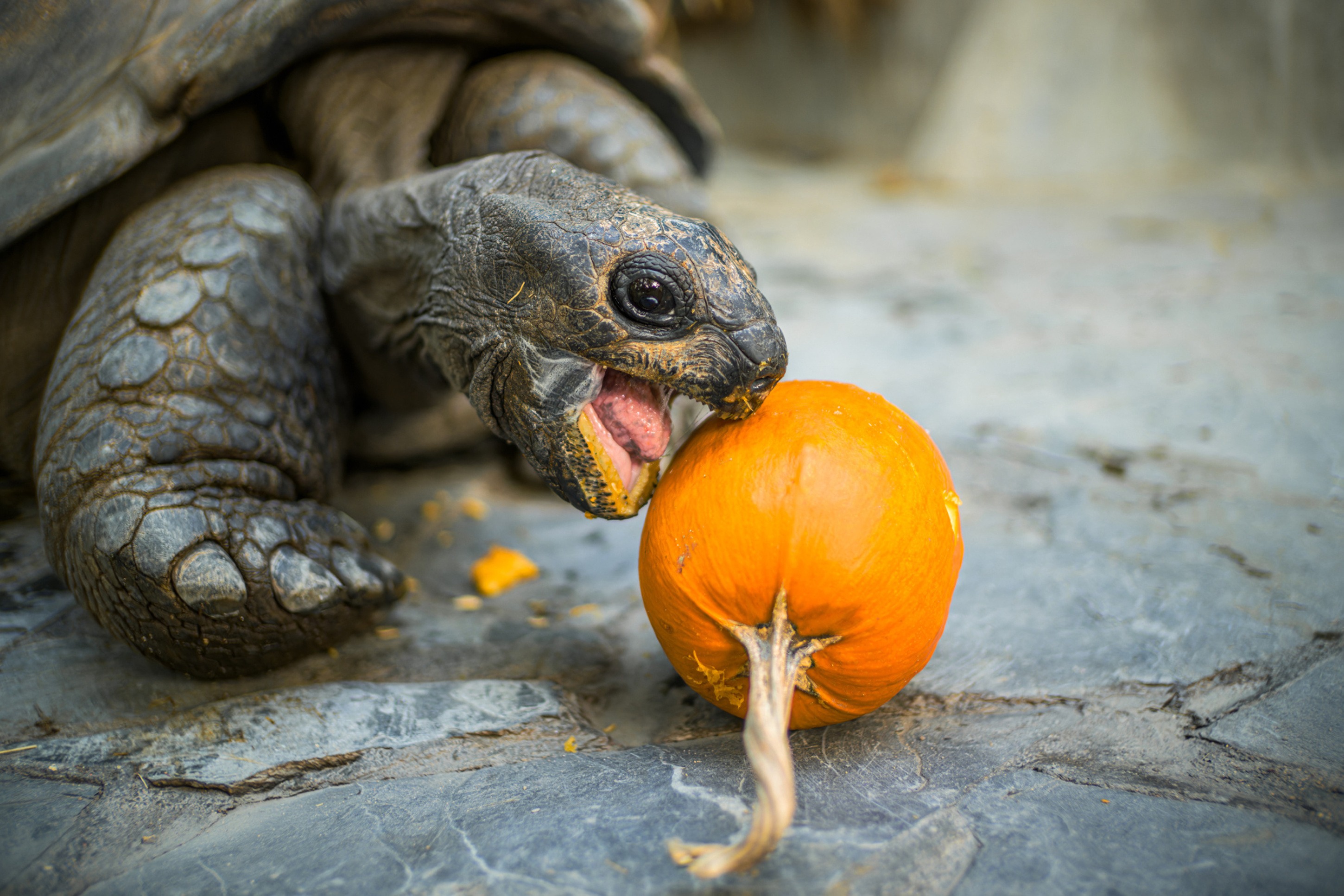 Pro velké želvy jsou samotné dýně potravou. Foto: Petr Hamerník, Zoo Praha