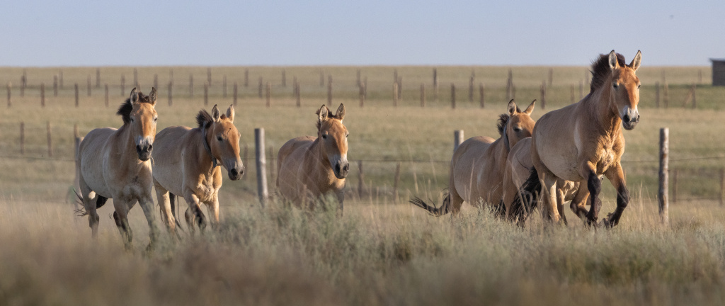 First Przewalski's horses to be released into the wild nature of central Kazakhstan. Photo: Miroslav Bobek, Prague Zoo