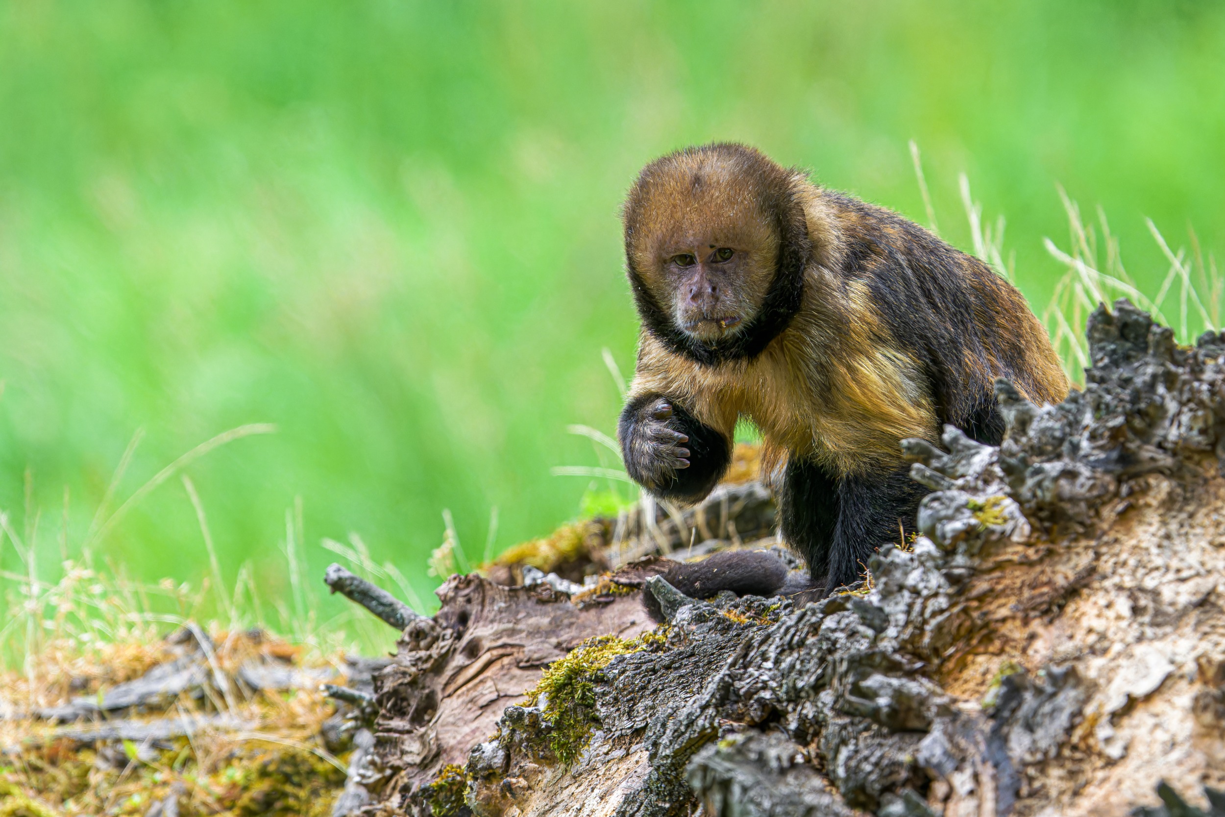 Malpy zlatobřiché se staly dalšími adepty na předání nového enrichmentu. Foto: Petr Hamerník, Zoo Praha