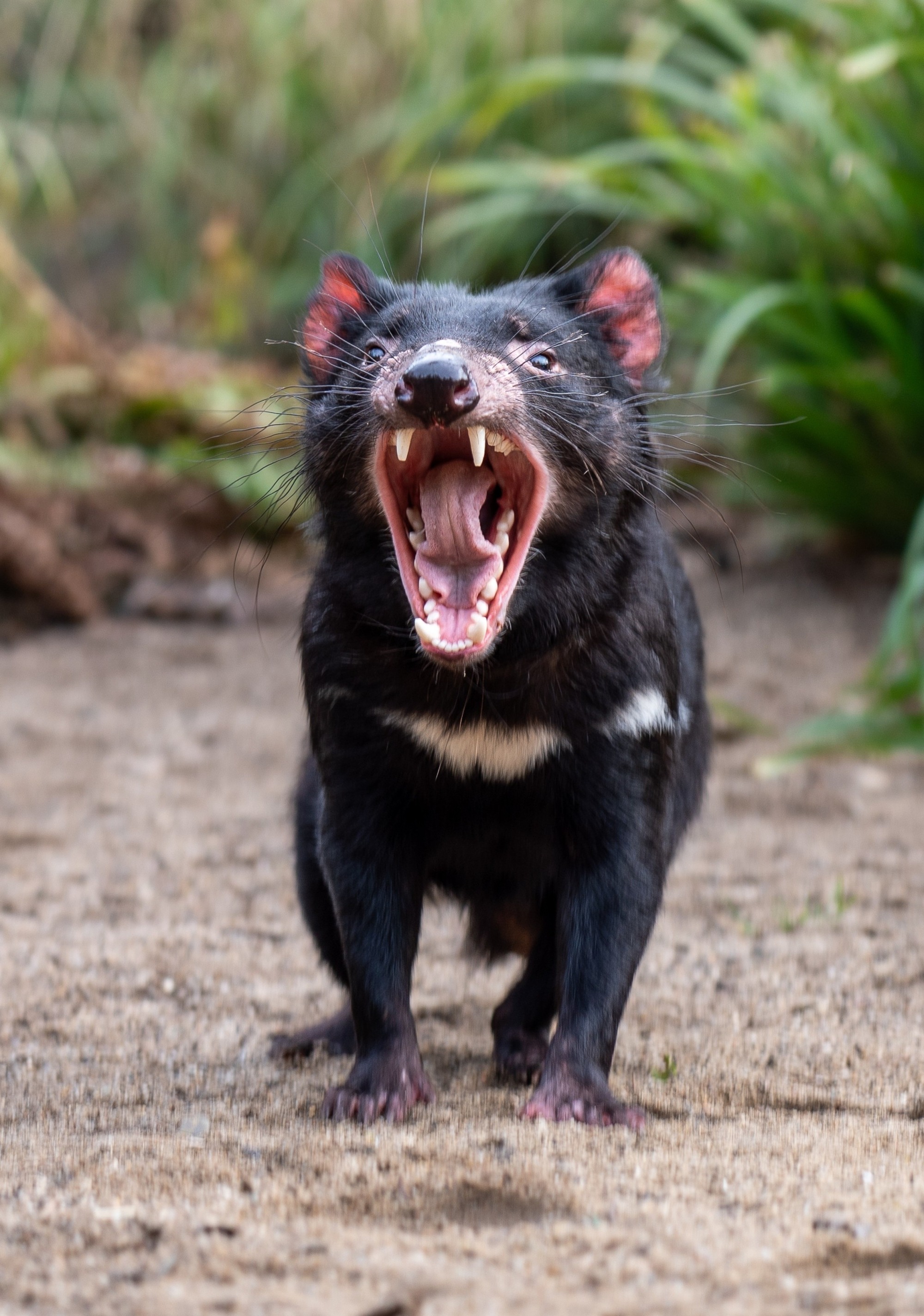 Elrond shows off his impressive teeth. Tasmanian devils mainly use them to tear meat and crush the bones of dead animals - in Prague Zoo it is generally quail and rabbits. They can open their jaws up to an angle of 80 degrees. Photo Oliver Le Que, Prague Zoo