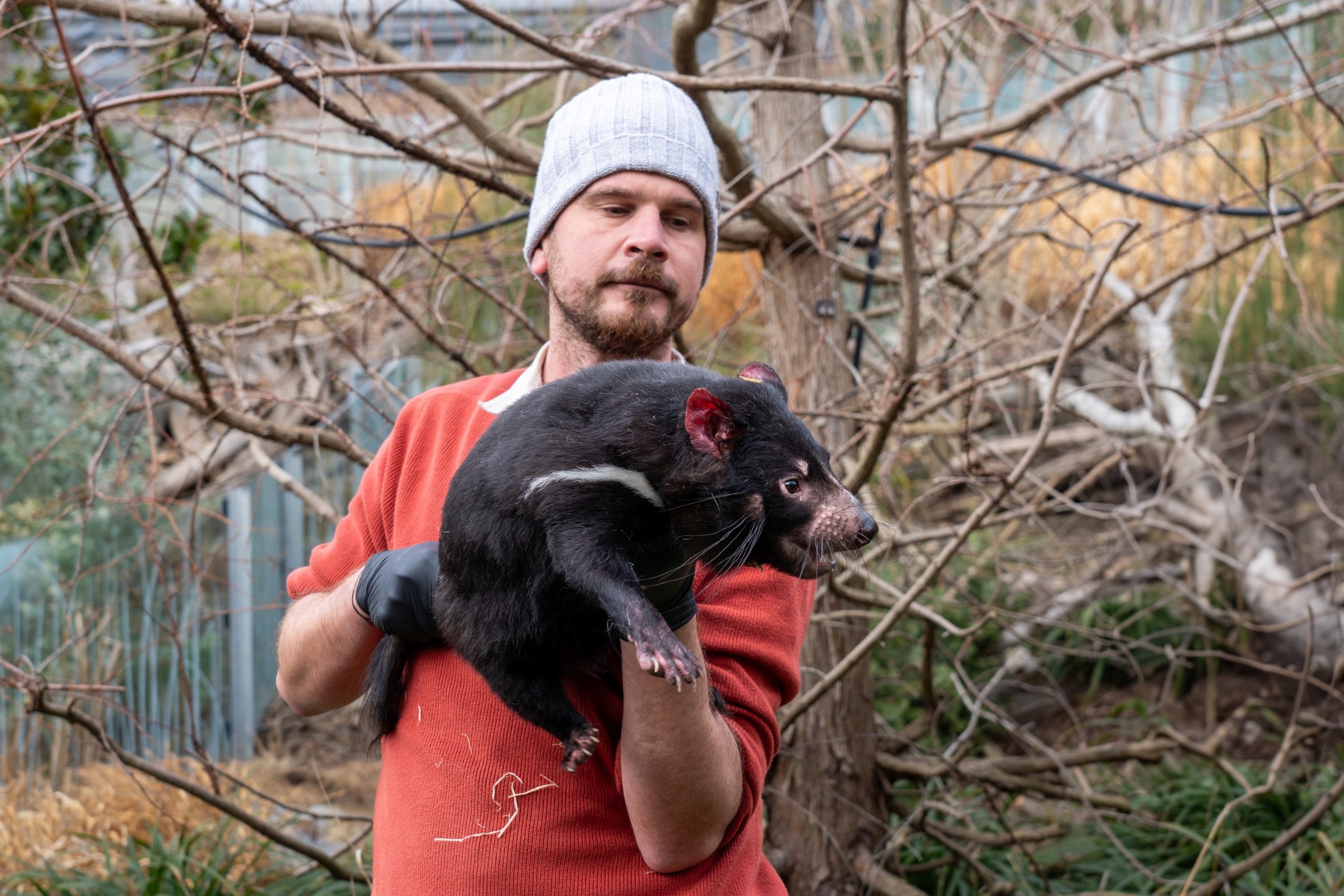 Keeper David Vala with the female Faline as he demonstrates the safe way to handle a Tasmanian Devil. Holding them properly protects both humans and the animals, for example during veterinary examinations. Photo Oliver Le Que, Prague Zoo 