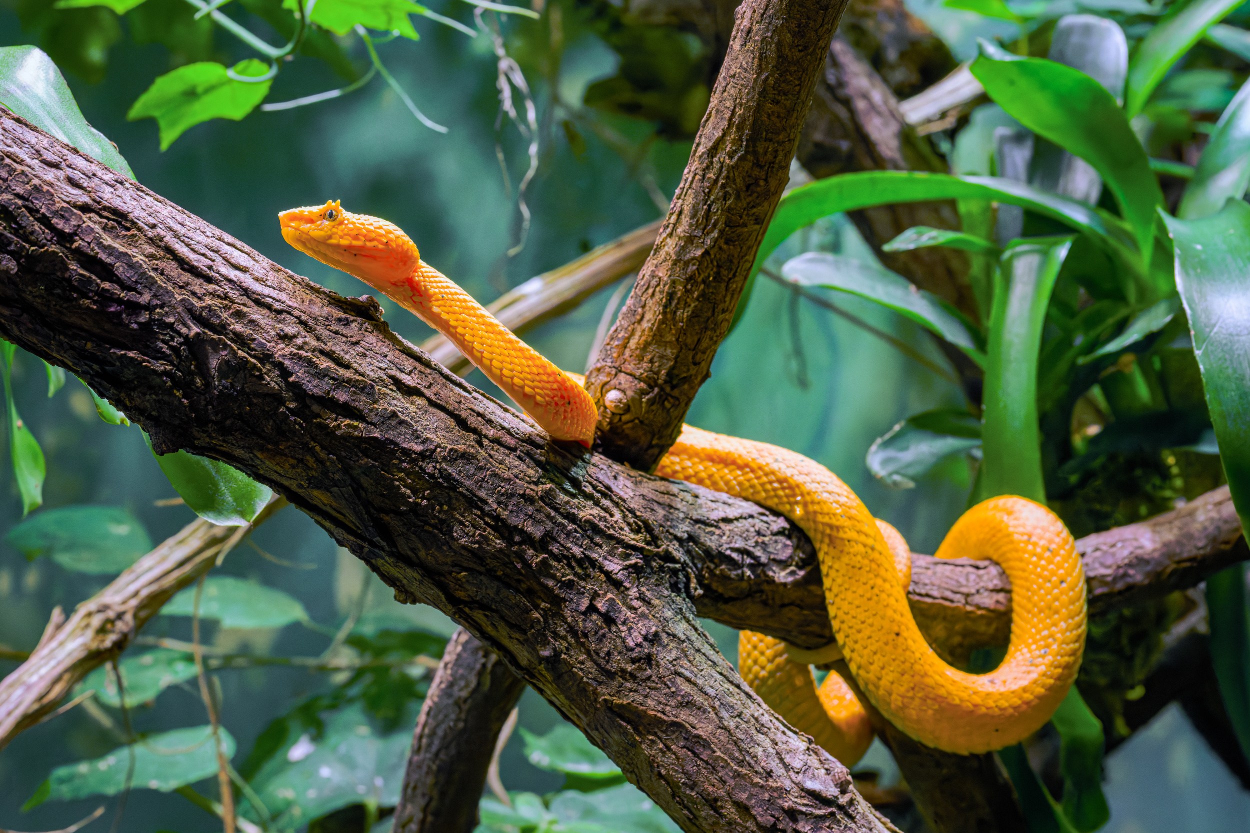 Взрослые самки вырастают до 70 сантиметров, они более массивны и имеют значительно более крупную голову по сравнению с самцами. Фото: Петр Гамерник, Пражский зоопарк