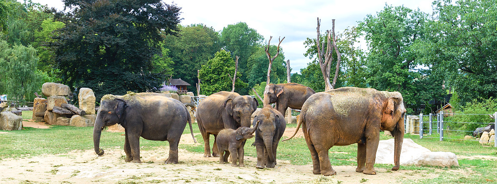 Živě z Údolí slonů