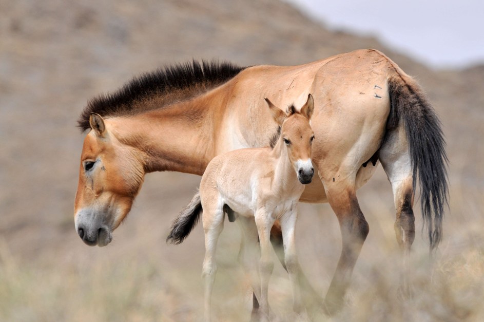 Obě mláďata jsou hřebečci a dobře se jim daří. Foto: Marián Polák, Zoo Praha
