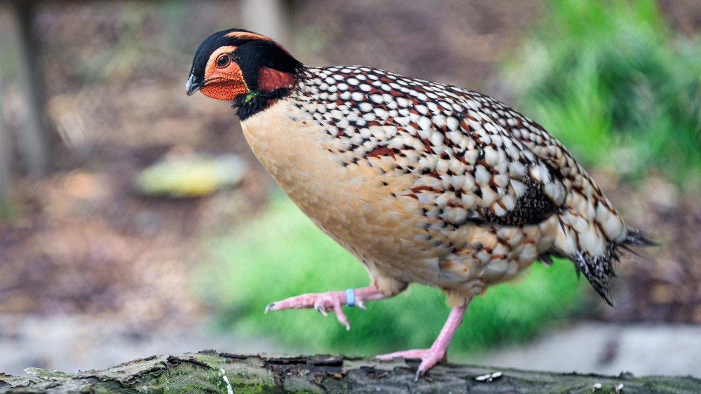 Foto: Petr Hamerník, Zoo Praha