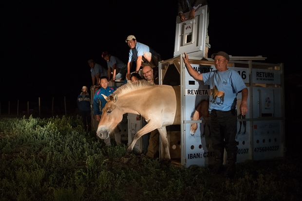 Vypouštění klisen v Tachin talu. Osvětlení musely obstarat jen reflektory aut. Foto: Václav Šilha, Zoo Praha