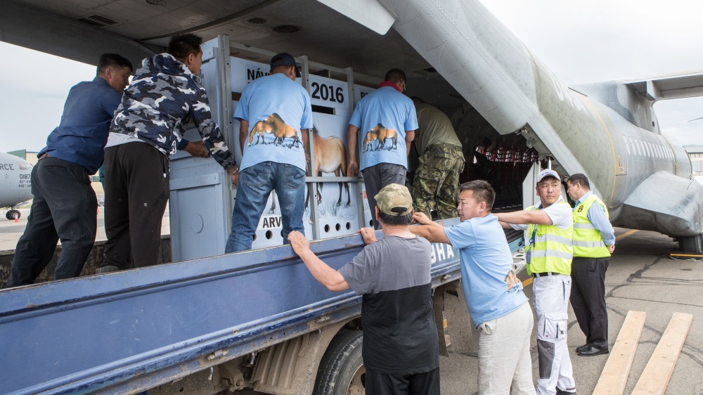 Počet koní Převalského přepravených Zoo Praha a Armádou ČR do oblastí jejich historického výskytu na západě Mongolska se zvýšil na úctyhodných 27. Foto: Václav Šilha, Zoo Praha