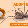 Adoptujte mě - bičovec pestrý